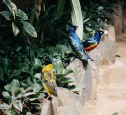 Kenya Birds