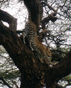 Leopard im Samburu NP